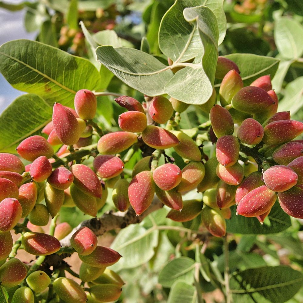 pistacchio biologico albero